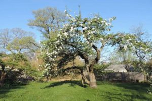 Tom Bell's Baldwin apple tree