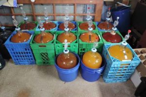 Tom Bell's ciders in carboys