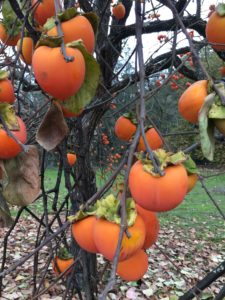 Hychiya Persimmons at Soquel Cider