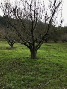 Comice Pear Trees 80+ Years Old
