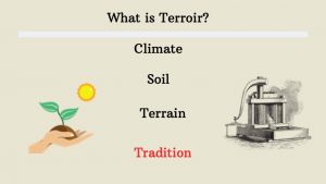 What is Terroir?