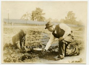 Booker T. Washington and son picking strawberries, used with permission for Jones Library