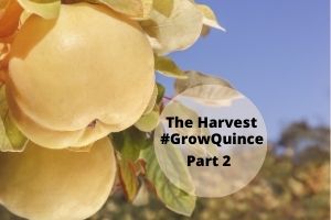 Feature photo episode 253 #GrowQuince The Harvest Part 2