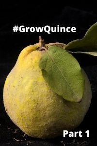 Part 1 Quince for Episode 252 #GrowQuince