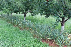 369 Kordick garlic growing on hay between apple trees