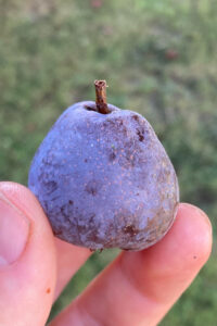Cider Chat 487 Chocolate Pear feature - a bleu cormé from Paris