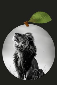 490 Feature photos for let cider lead - content lion heart of apple