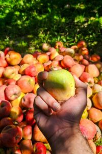 Cider Chat Episode 497 Feature hand holding apple