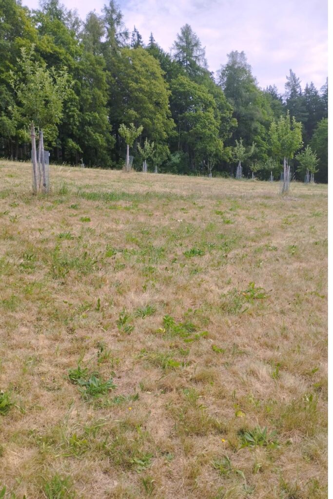 Young cider apple trees in a dry German orchard with browned summer grass during a heat dome and drought at 1785 Cidery.