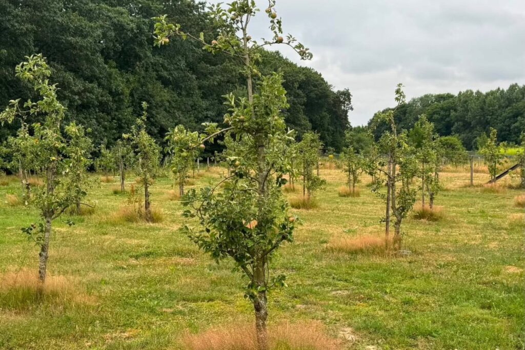 Young cider apple orchard in the Netherlands with dry summer grass and developing apples on newly established trees.